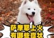 泰迪狗上火的症状及解决方法（了解泰迪狗上火的常见症状，保护它的健康）