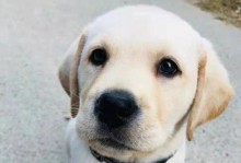 如何选择一只优质的拉布拉多幼犬（幼犬挑选指南，让你的宠物生活更加美好）