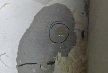 仓鼠尿液疾病全解析（揭秘仓鼠尿液中的疾病，保护宠物健康）