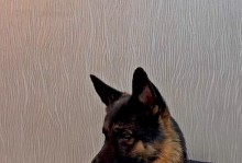 养育德国牧羊犬的要点及饮食指南（以健康饮食为基石，打造幸福的宠物生活）