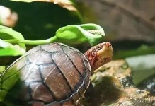 如何正确饲养褶皱泥龟（全面了解褶皱泥龟的饲养方法，让它健康快乐生活）