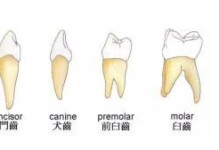 以门齿犬齿臼齿的作用（揭秘人类口腔中四种不同形态牙齿的功能与重要性）