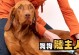 毛小孩——一种可爱的狗狗（探索毛小孩的独特魅力及其适合的养育方式）