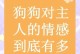 狗狗需要多长时间才能认主人？（狗狗与主人情感的建立需要时间）