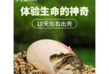 龟蛋受精观察的时间及过程（揭开龟蛋孵化之谜的关键步骤）