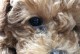 泰迪为什么爱挠眼睛？（揭秘泰迪犬频繁挠眼睛的原因和解决办法）