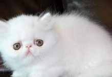 深入了解以波斯猫网站（以波斯猫网站的功能和特点）