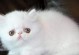深入了解以波斯猫网站（以波斯猫网站的功能和特点）