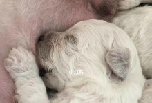 幼犬比熊发烧怎么办？（幼犬发烧该怎么处理？治疗药物是什么？）