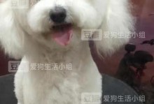 比熊犬剪毛美容指南（如何让你的比熊犬看起来更加可爱）