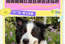 如何处理泰迪每天产生的大量眼屎？（探究泰迪眼屎产生的原因及有效解决方法）