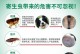 幼犬何时进行体外驱虫？（宝贝狗狗驱虫的关键时期）