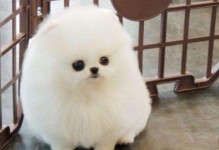 为什么一般人真的养不了茶杯犬？（茶杯犬的特点及养护难度大、需要耐心和细心）