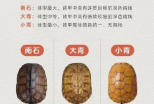 混养水龟的选择与注意事项（了解哪些水龟可以相互混养，让你的水族馆更加多样化）