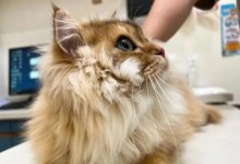 猫发烧后的常见症状及应对方法（了解猫咪发烧后的症状及正确处理，守护它们的健康）