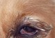 小狗眼睛为什么会发白？（探寻满月小狗眼睛发白的原因和解决方法）