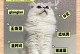 如何给猫起个好听的名字（以猫起名，用心寻找独特之处）