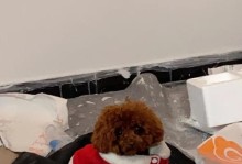 宠物泰迪狗的饲养与养护（为什么选择宠物泰迪狗作为家中伙伴？）