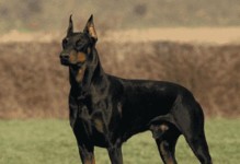 枪猎犬（枪猎犬的训练与运用技巧）