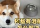 狗狗泪痕重的原因及解决方法（探究泪痕问题，告别污染）
