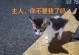 猫咪断尾的原因及其影响（了解为何猫咪需要断尾以及断尾对它们的影响）