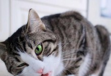 喂养20只小猫的食物需求（母猫的关键角色和小猫的特殊饮食需求）