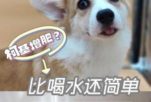 科学喂养柯基犬——关于狗粮的适量问题（根据实际需要调整，不同体型犬只需求不同）