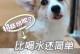 科学喂养柯基犬——关于狗粮的适量问题（根据实际需要调整，不同体型犬只需求不同）