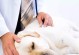 小狗狗肛腺炎的治疗与康复（了解治疗时间，让宠物快快康复！）