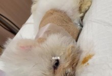 细小治愈后的重要补充（补充维生素、蛋白质、水分等关键元素，加速康复过程）
