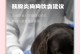 幼犬消化食物需要多长时间？（探究幼犬消化食物所需的时间及影响因素）