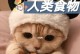 猫咪的饮食指南（了解猫咪可以吃什么和不能吃什么，保持它们健康快乐）