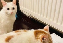 猫咪不爱喝水？教你解决这个问题！（如何让你的宠物猫喜欢喝水？）