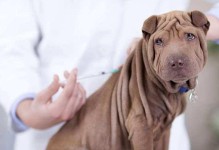 狗狗打最后一针疫苗感冒了怎么办？（以宠物为主，保障它们的健康是我们的责任）