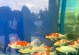 虾与鱼的混养（打造缤纷水族世界，虾与什么鱼最搭？）