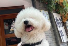 比熊咳嗽症状及治疗措施解析（了解比熊咳嗽的原因和有效的治疗方法）