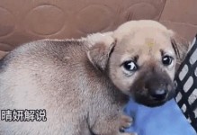 狗肚子变大的原因与健康问题（探究狗肚子变大的原因和解决方法，关注狗的健康问题）