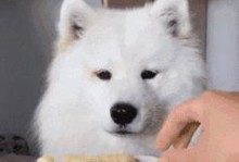 小萨摩吃什么水果？（萨摩耐吃水果种类大揭秘！）