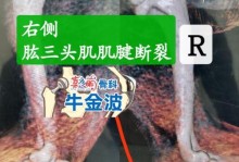 以前肢的关节（解析前肢关节的构造和作用，揭示其重要性与功能多样性）