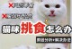 猫吃猫粮的感受与享受（探究猫咪对猫粮的喜好及其背后的原因）