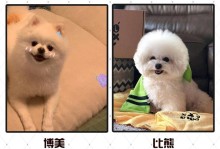 狗为什么以臀部叫？（探究狗以臀部叫的原因及其相关行为）