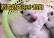 孕期狗狗如何补奶？（全面了解孕期狗狗的饮食需求，科学补充营养）