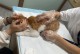 为什么给猫做结扎是一个好主意？（了解猫咪结扎手术的重要性及最佳时机）