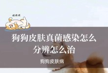 狗狗感染真菌需要多长时间恢复？（了解真菌感染的治疗过程及时间要求）