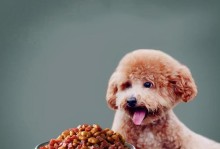 刚出生的贵宾犬吃什么好？（新生宝宝的健康饮食指南）