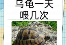 乌龟的饮食需求与喂养方法（了解乌龟的食性，合理喂养宠物乌龟）