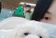 扛把子比熊犬（深入探索比熊犬的可爱与魅力，发现它们的独特之处）