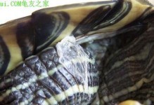 乌龟的脱皮过程及特点（乌龟脱皮的周期与原因）