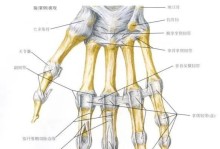 银狐犬为什么容易得关节炎？（探究银狐犬的骨骼结构和饮食习惯对其关节健康的影响）