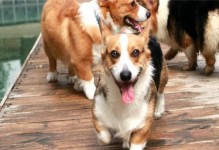 柯基狗狗的习性、饲养和护理详细解析（柯基狗狗的习性、饲养和护理详细解析）